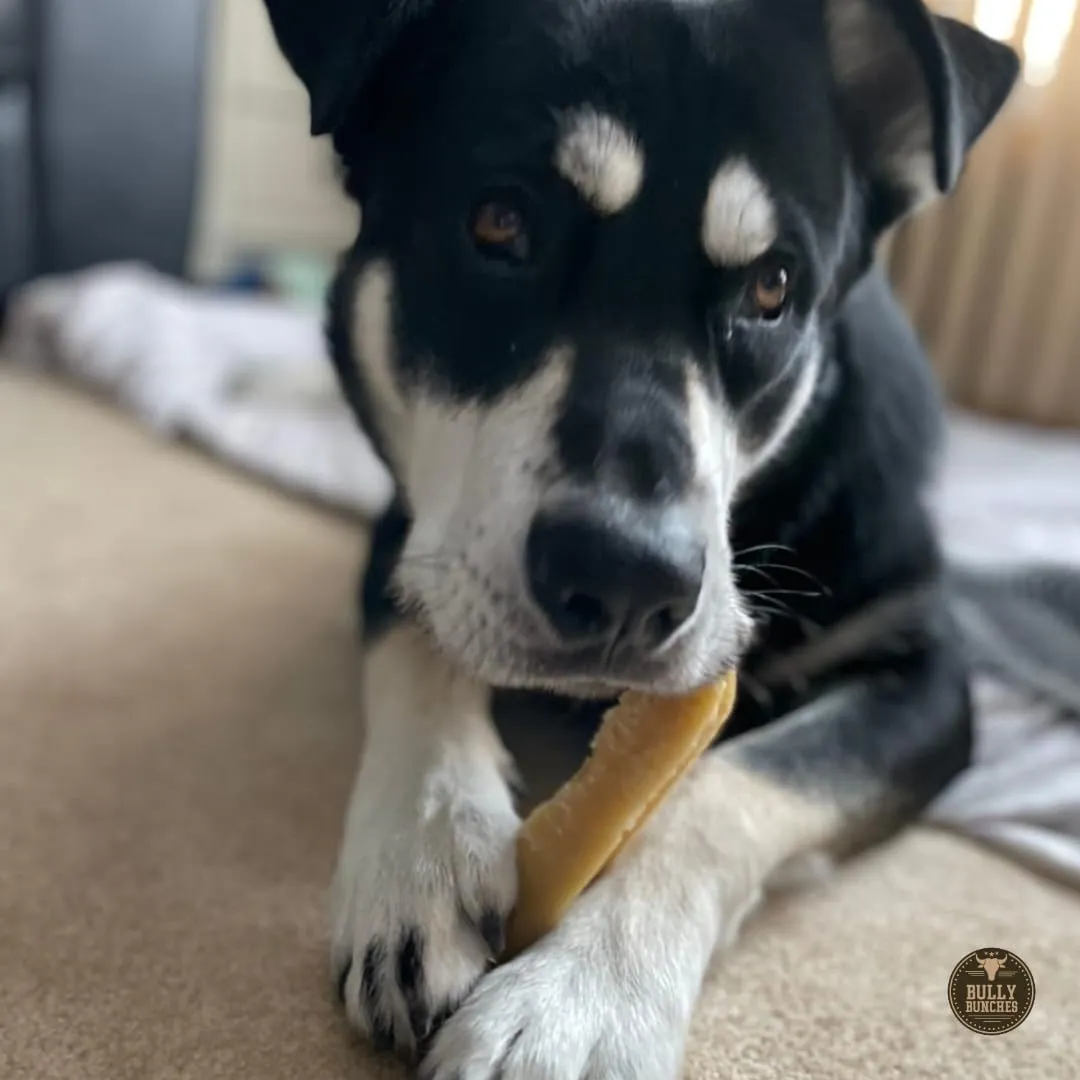 Bully Bunches Large Authentic Yak Cheese Himalayan Chews for Large Dogs & Heavy Chewers - All Natural Dog Treat Dental Chews, Made with Real Yak Milk - Lactose & Rawhide Free (6 Pk)