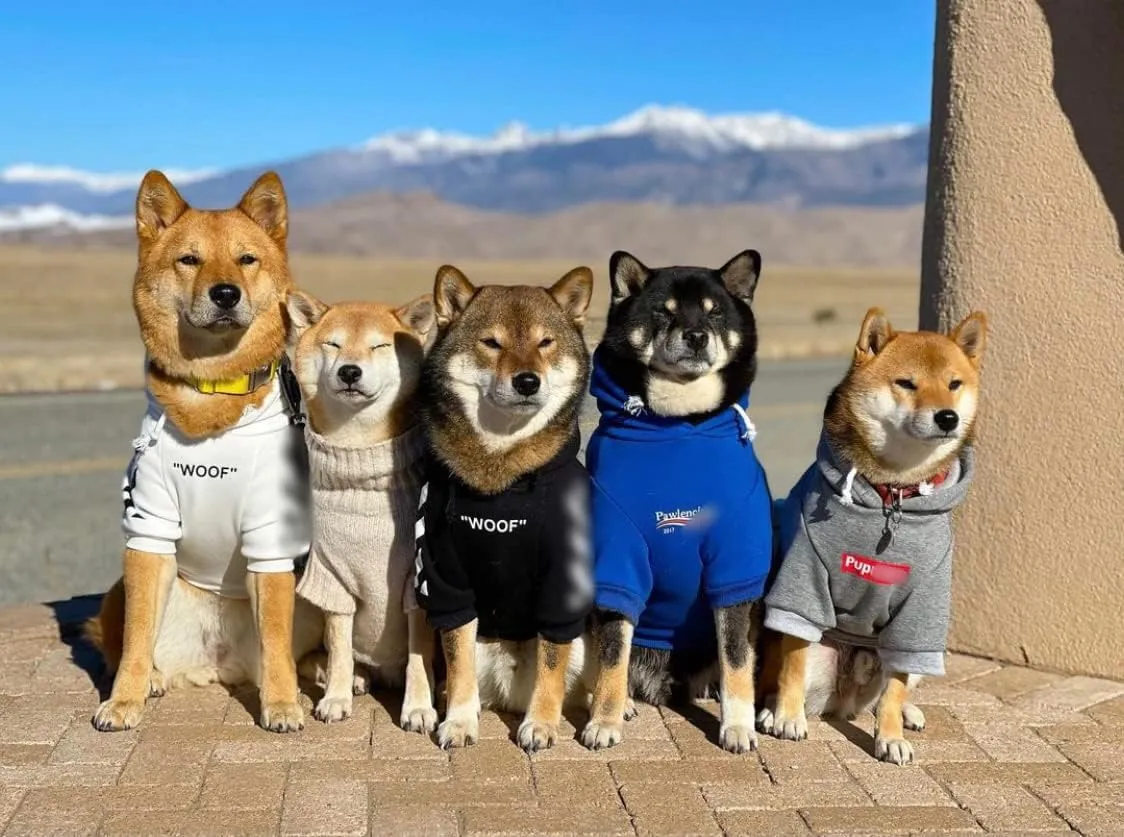 ChoChoCho Stylish Dog Hoodie Dog Clothes Streetwear Cotton Sweatshirt Fashion Outfit for Dogs Cats Puppy Small Medium Large (2XL, Black)