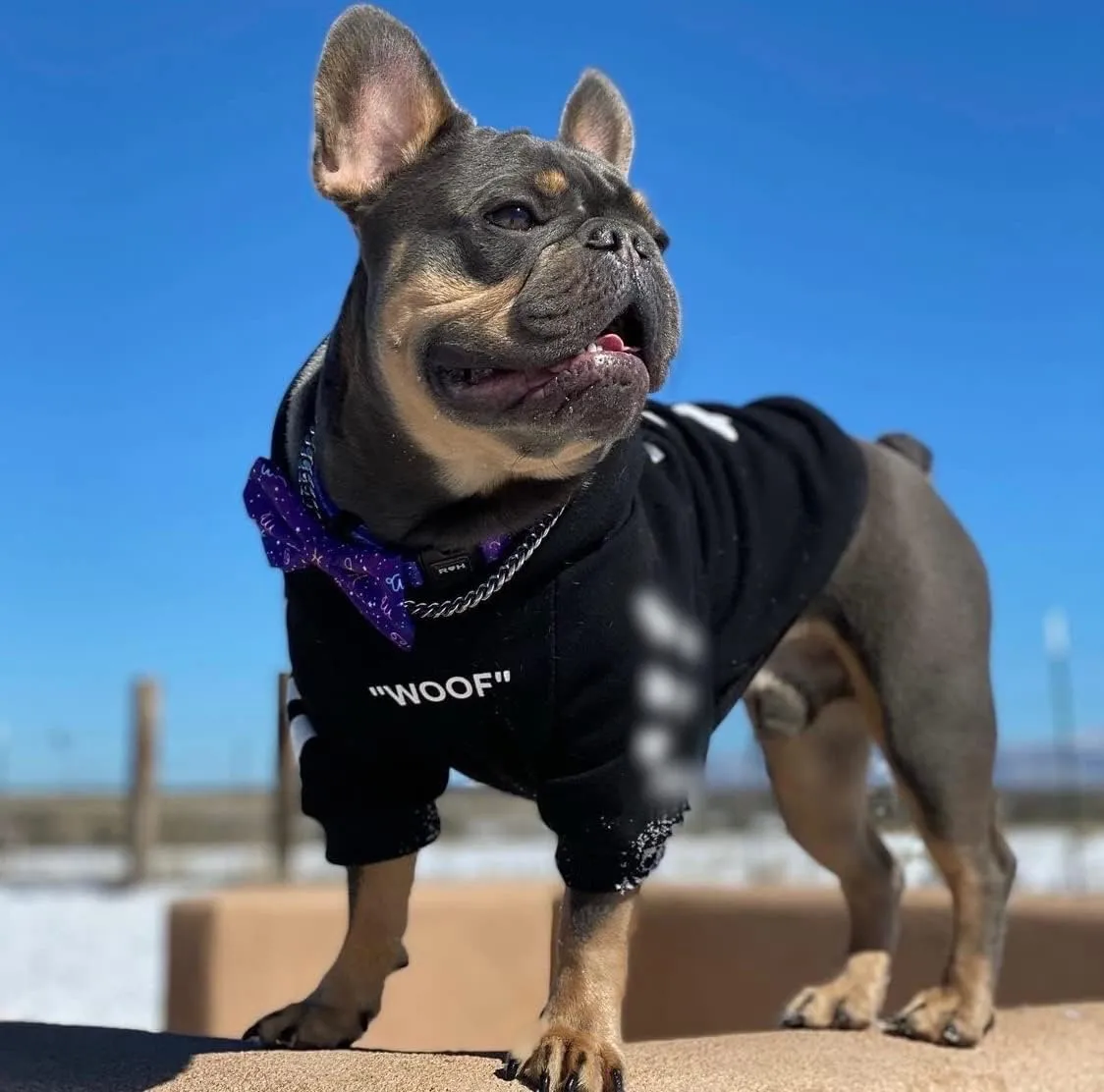 ChoChoCho Stylish Dog Hoodie Dog Clothes Streetwear Cotton Sweatshirt Fashion Outfit for Dogs Cats Puppy Small Medium Large (2XL, Black)