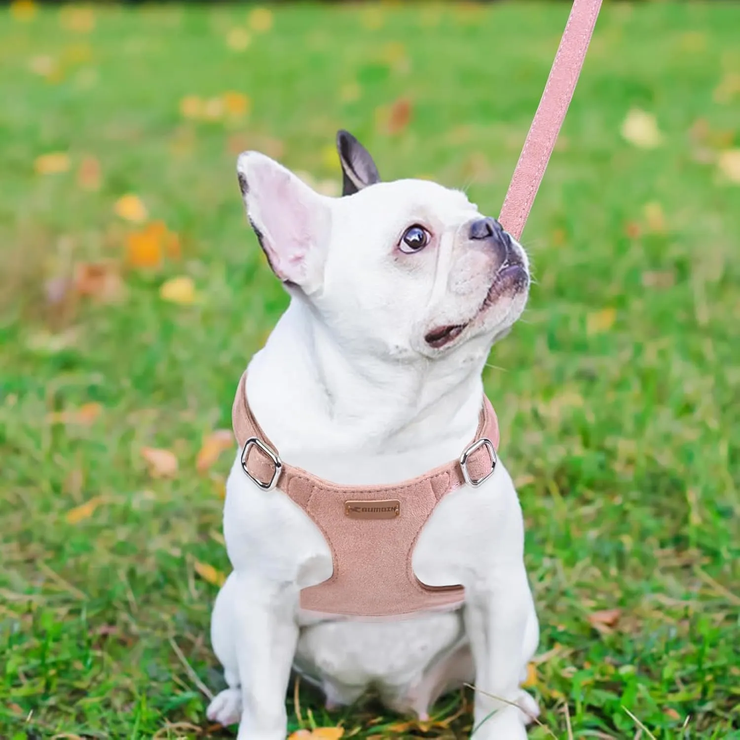 Dog Harness and Leash Set, XXS No Pull Adjustable Puppy Harness with Multifunction Pink Dog Leash and Dog Collar, Soft No Choke Escape Proof Pet Harness Vest for Small Dogs and Cats (Pink, M)