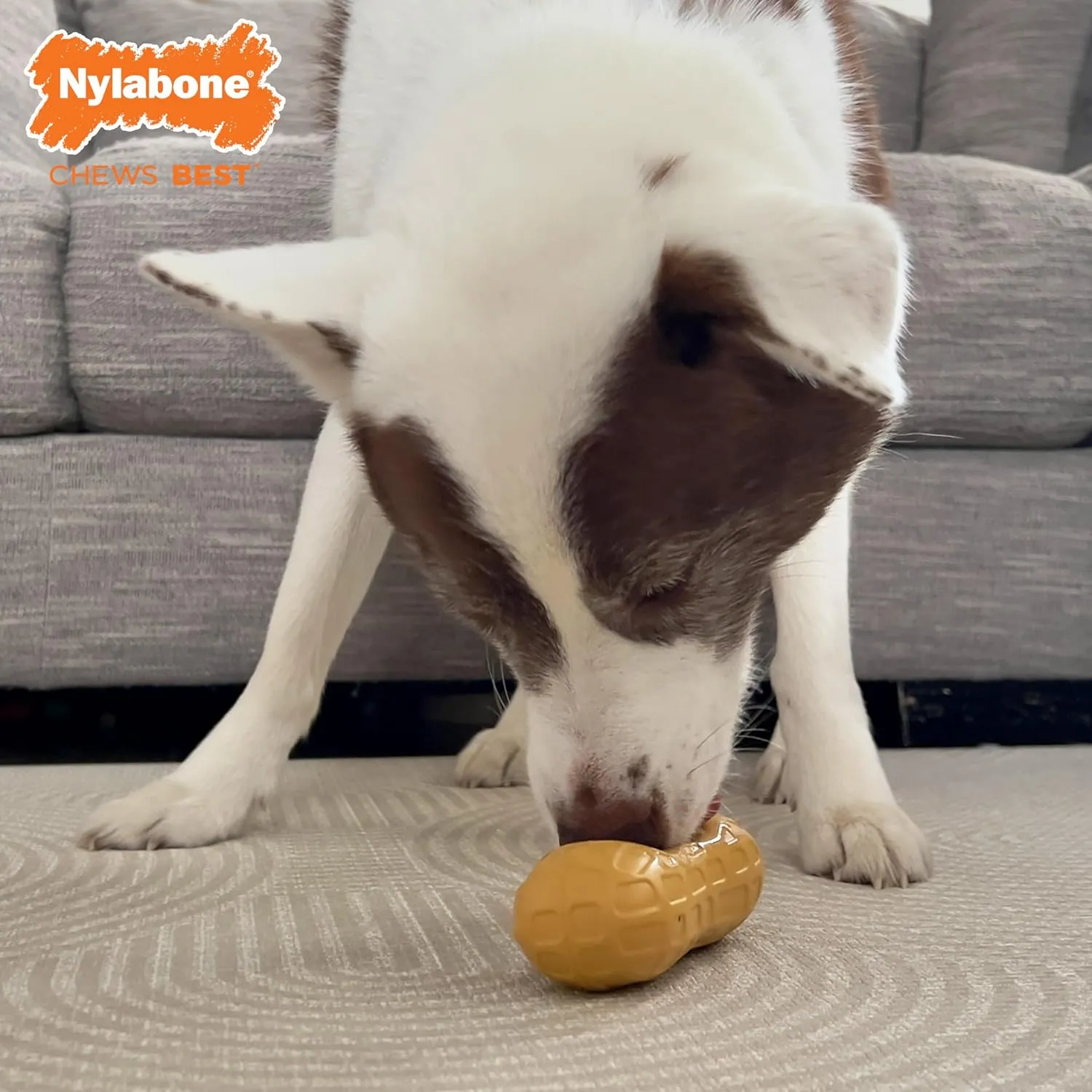 Nylabone Fillable Peanut Strong Chew Treat Toy for Dogs, Cute Rubber Dog Toys for Aggressive Chewers, Peanut Butter Flavored Pouch, Medium - Up to 35 lbs, 1 Count
