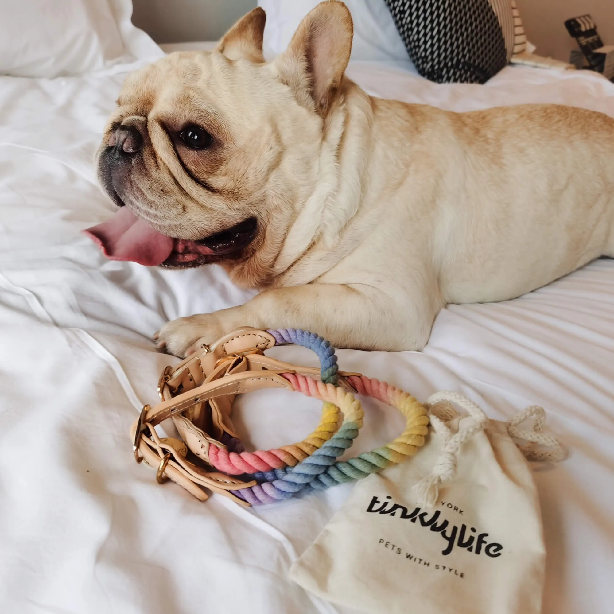 Rainbow Dog Collar