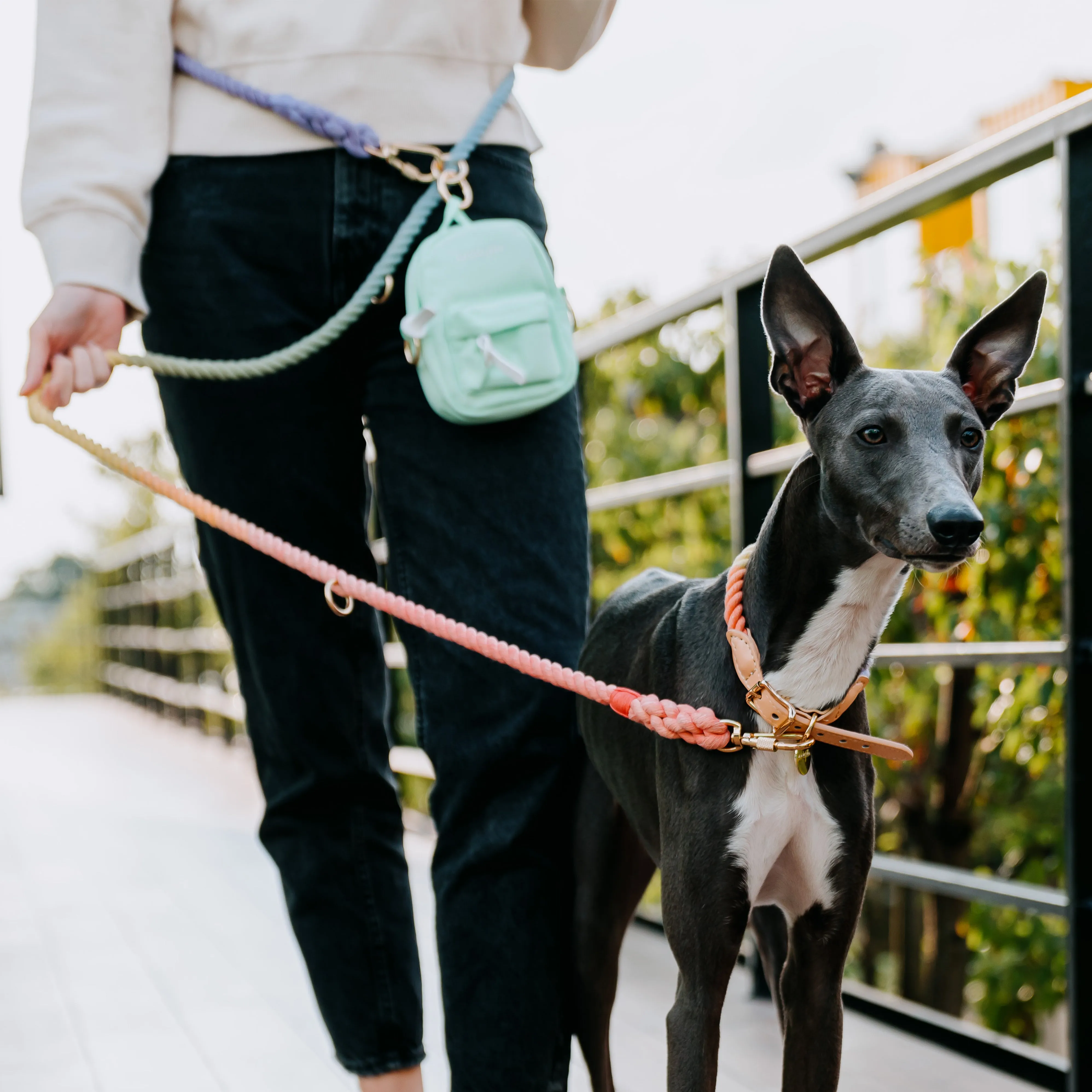 Rainbow Dog Collar