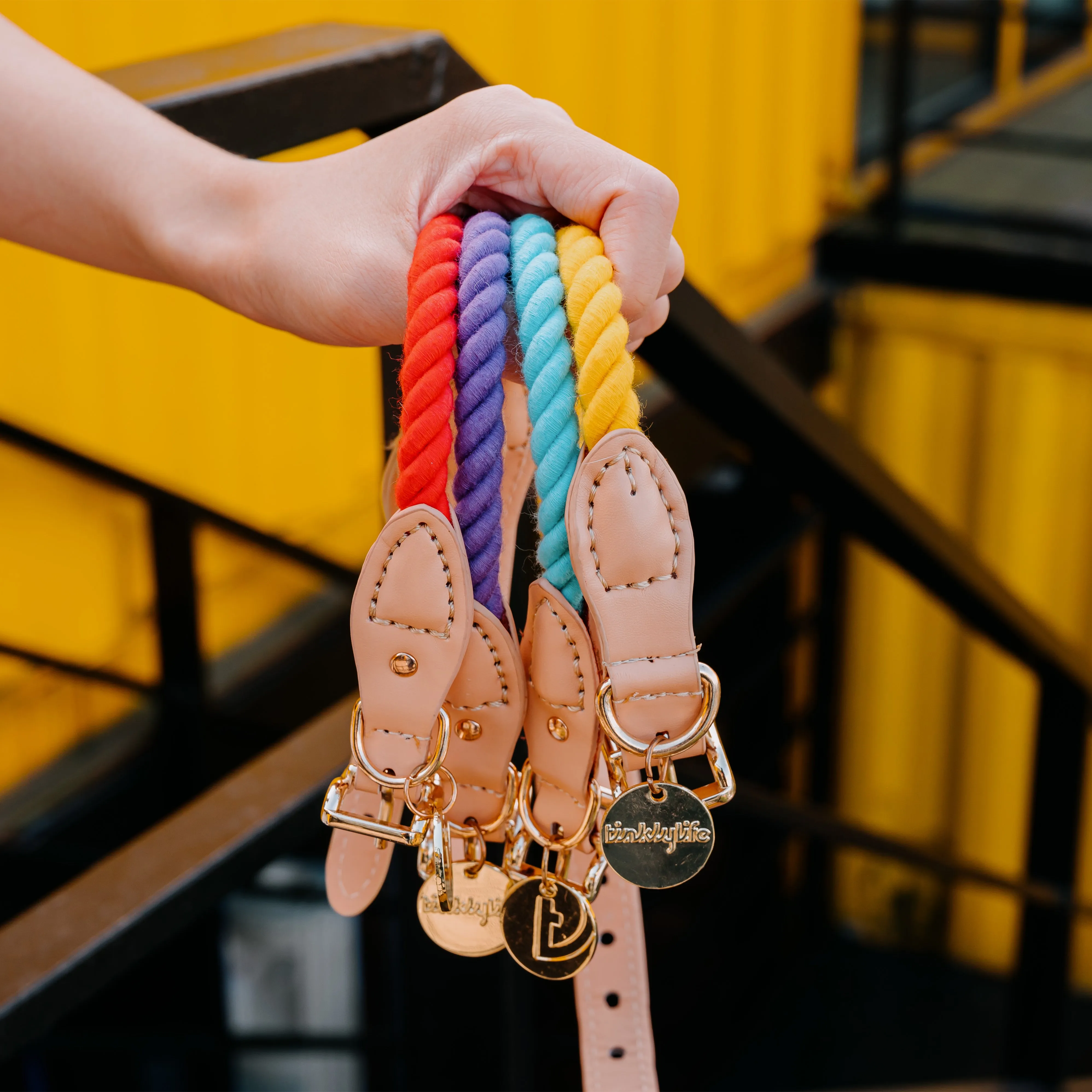 Rainbow Dog Collar