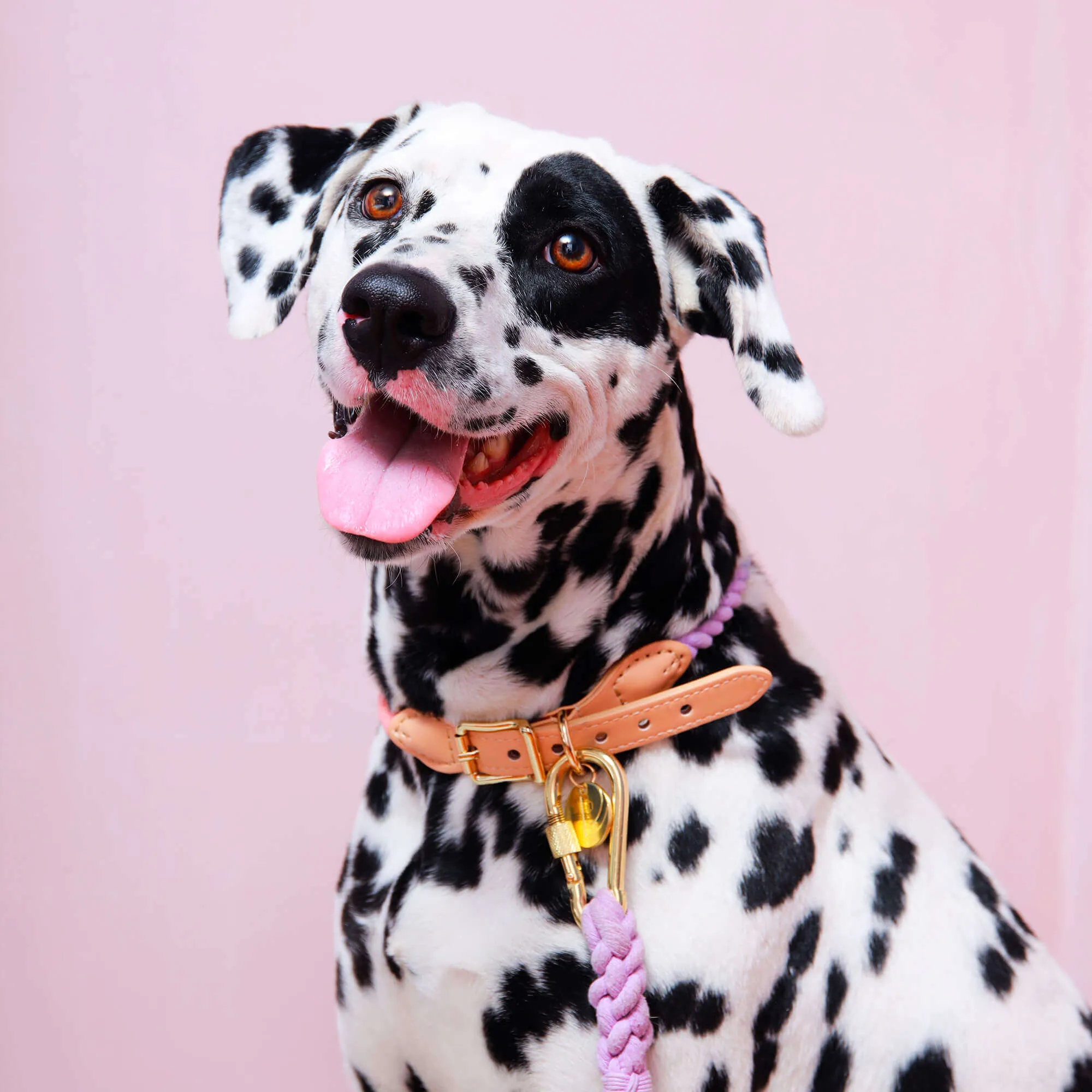 Rainbow Dog Collar