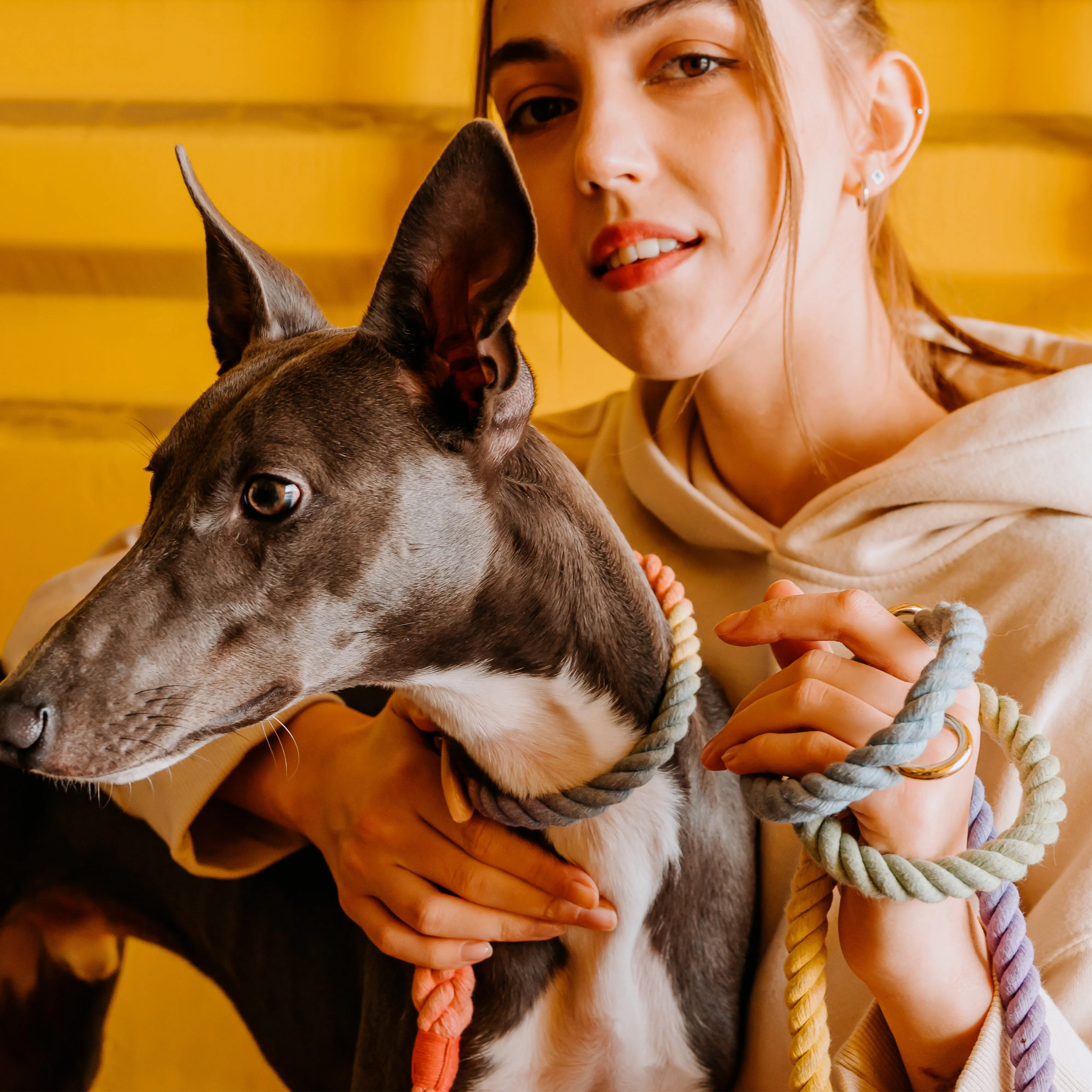 Rainbow Dog Collar