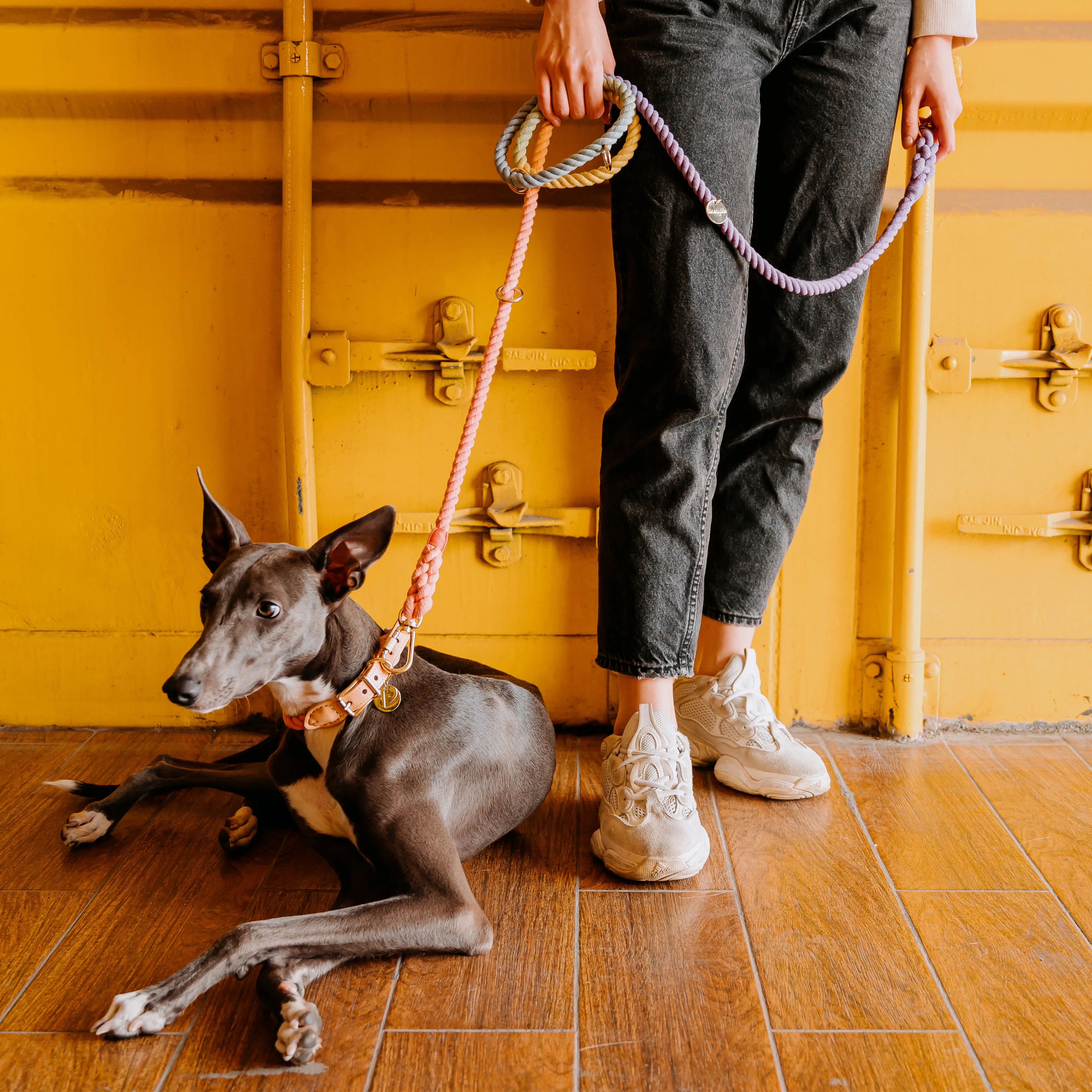 Rainbow Dog Collar