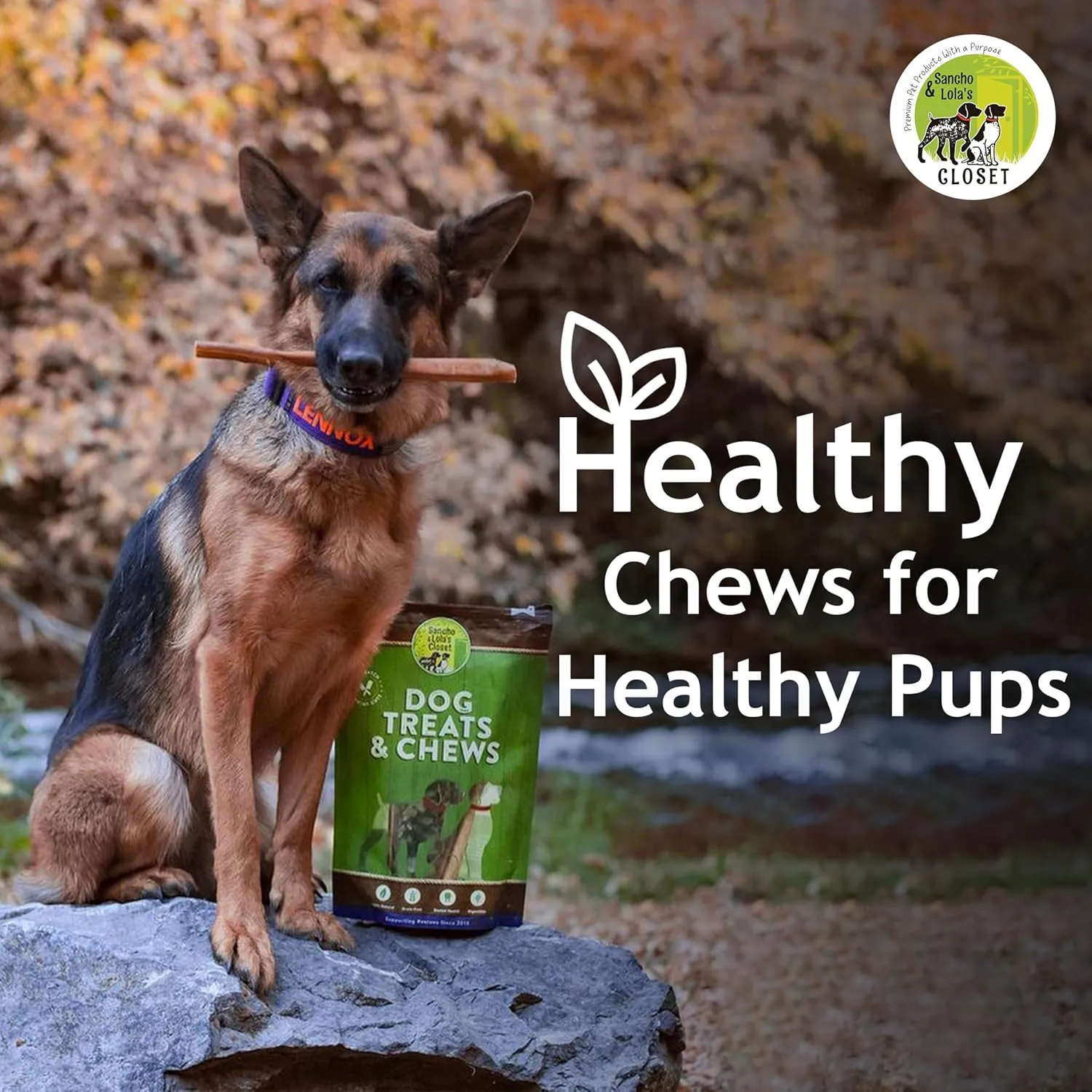 Supreme 12-inch Jumbo Bully Sticks by Sancho and Lolas (5 Pack) All-Natural, Long-Lasting Dog Chew Treats - Free-Range, Grass-Fed Beef - Low Odor